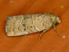 Elaphria fuscimacula