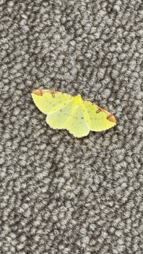 Brimstone Moth