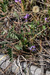 Gueldenstaedtia verna