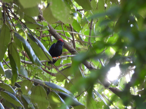 Long-tailed Manakin