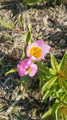 Tulipa saxatilis