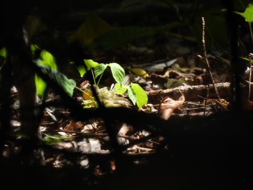 Chestnut-capped Warbler