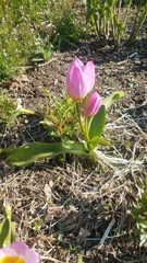 Tulipa saxatilis
