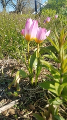 Tulipa saxatilis