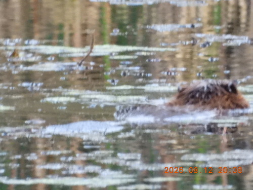 animal observation 2