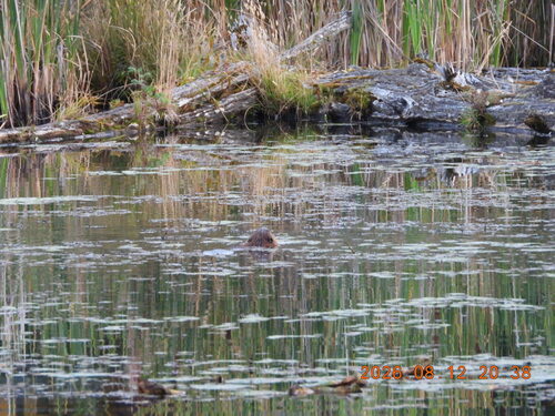 animal observation 3