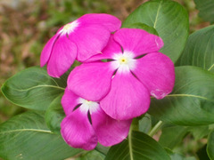 Catharanthus roseus