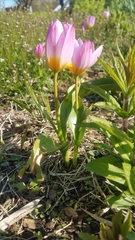 Tulipa saxatilis