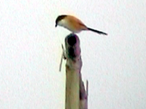 Long-tailed Shrike