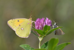 Colias myrmidone