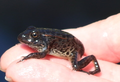 Lithobates sevosus