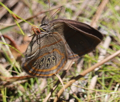 Neonympha areolatus