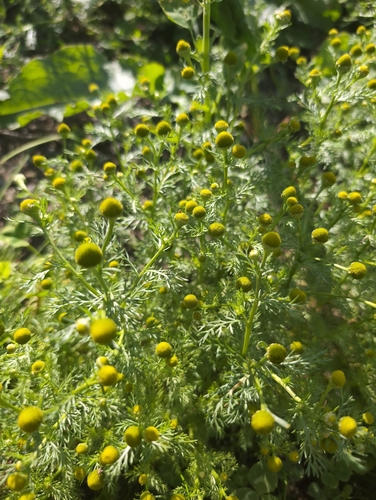pineapple-weed