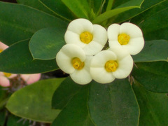 Euphorbia milii