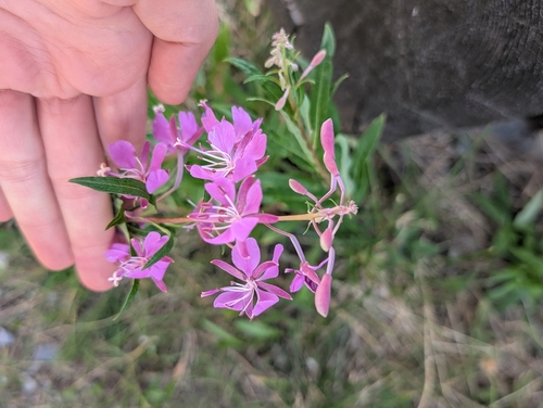fireweed