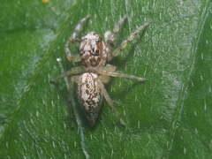 Phintelloides versicolor