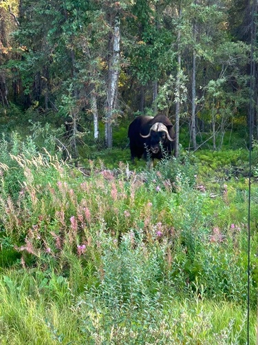 Muskox