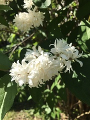 Deutzia scabra