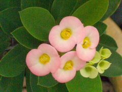 Euphorbia milii