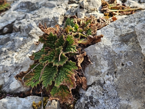 Ramonda myconi, photograph 1