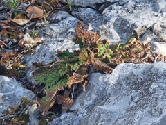 Ramonda myconi, photograph (c) Marc Riera, some rights reserved (CC BY)