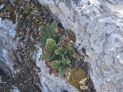 Ramonda myconi, photograph (c) Marc Riera, some rights reserved (CC BY)