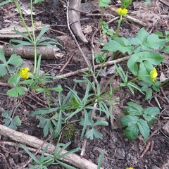 Ranunculus auricomus