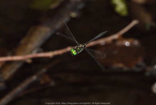Somatochlora graeseri