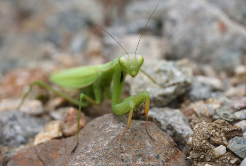 European Mantis