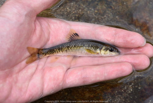 Tachanovsky's Gudgeon