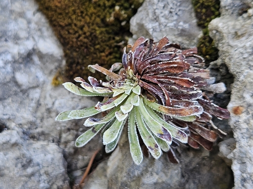 Saxifraga longifolia, photograph 6