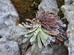 Saxifraga longifolia, photograph (c) Marc Riera, some rights reserved (CC BY)