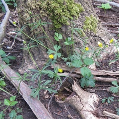 Ranunculus auricomus