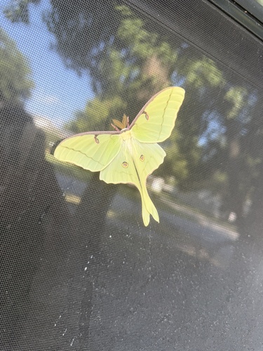 North American Luna Moth