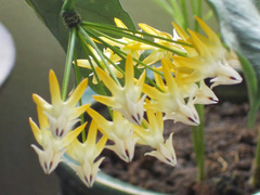 Hoya multiflora
