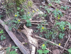 Ranunculus auricomus