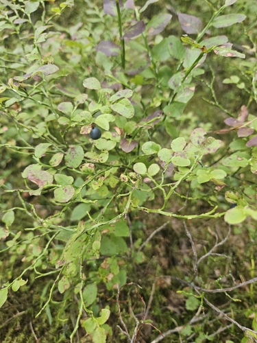 common bilberry
