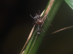 Polyrhachis bicolor