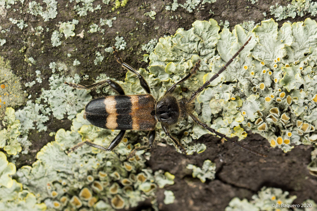 Semanotus laurasii