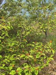 Grewia biloba, photograph (c) 振远 王, some rights reserved (CC BY)