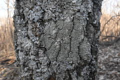 Pertusaria rubefacta