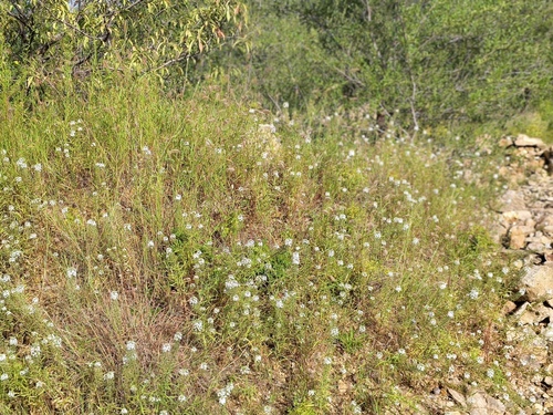 Lysimachia pentapetala, photograph 5