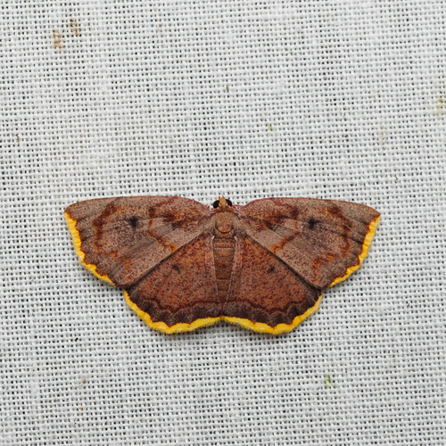 Clepsiphron calycopis