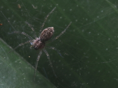 Dendrolycosa