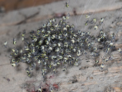 Araneus tartaricus