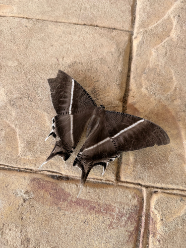 Tropical Swallowtail Moth