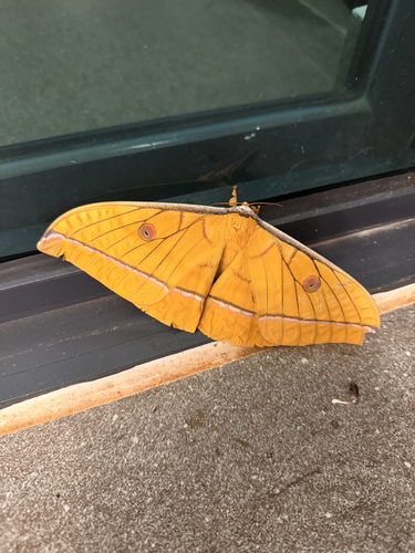 Antheraea helferi