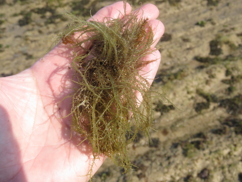Hypnea observed 2026-08-13