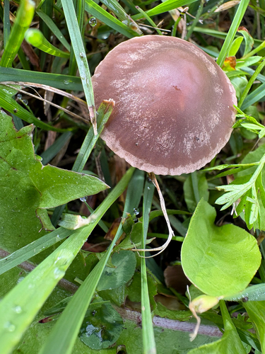 Mower's Mushroom