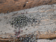 Araneus tartaricus